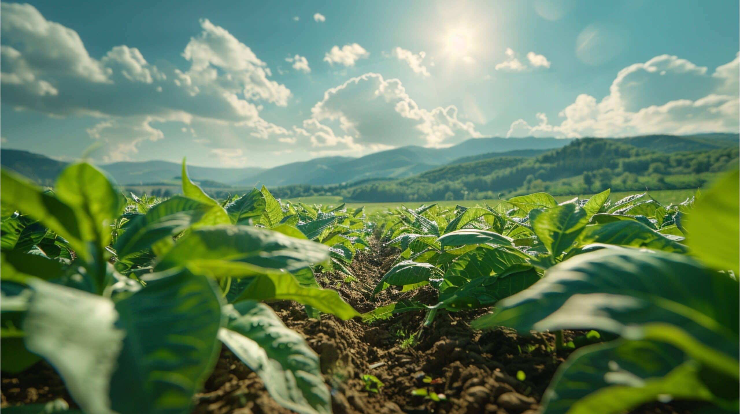 Panoramic,Landscape,With,Large,Leaves,Of,Tobacco,On,A,Sunny