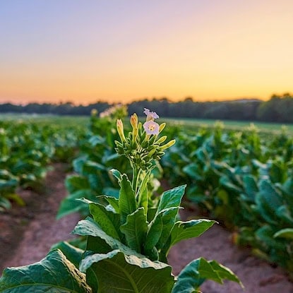 Tobacco-Supplier-blog